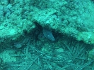 GOPR0353