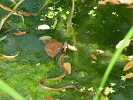 IMG 4126